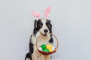 Happy Easter concept. Preparation for holiday. Cute puppy dog border collie wearing bunny ears holding basket with Easter colorful eggs in mouth isolated on white background. Spring greeting card. photo