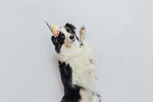 Happy Birthday party concept. Funny cute puppy dog border collie wearing birthday silly hat isolated on white background. Pet dog on Birthday day. photo