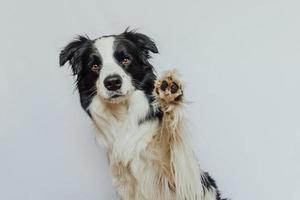 Cute puppy dog border collie with funny face waving paw isolated on white background. Cute pet dog. Pet animal life concept. photo
