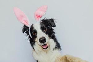 feliz concepto de pascua. preparación para las vacaciones. lindo cachorro gracioso border collie con orejas de conejo de pascua aisladas en fondo blanco. tarjeta de felicitación de primavera. foto