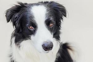 Funny studio portrait of cute smiling puppy dog border collie isolated on white background. New lovely member of family little dog gazing and waiting for reward. Pet care and animals concept. photo