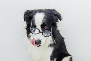 Funny portrait of puppy dog border collie in comical eyeglasses isolated on white background. Little dog gazing in glasses like student professor doctor. Back to school. Cool nerd style. Funny pets. photo