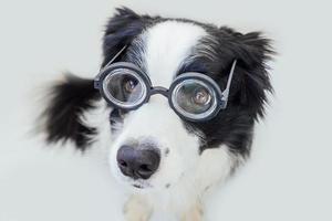Funny portrait of puppy dog border collie in comical eyeglasses isolated on white background. Little dog gazing in glasses like student professor doctor. Back to school. Cool nerd style. Funny pets. photo