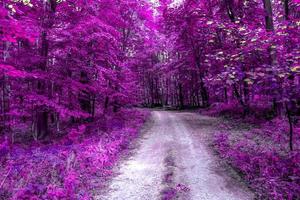 Beautiful pink and purple infrared panorama of a forest. photo