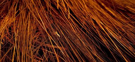 Red orange colors of sharp needle-like structure of coconut fiber with dark background photo