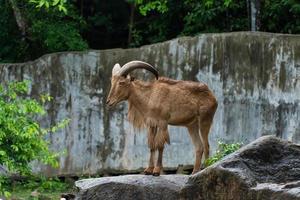 oveja barbary o ammotragus lervia o aoudad, oveja barbary marrón de pie sobre piedra, concepto de conservación de animales y ecosistemas de protección. foto