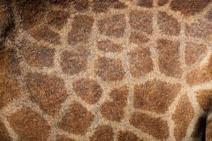 close up of patterns on the hide of  giraffe ,coat pattern giraffe skin tones for background photo