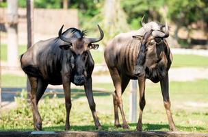 Blue Wildebeest, Black wildebeest stands in the grass and looking at camera.Animal conservation and protecting ecosystems concept. photo