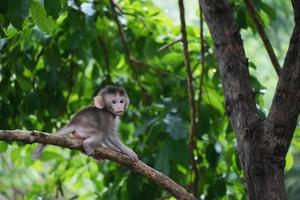 Cute Baby Monkey on tree in forest . Animal conservation and protecting ecosystems concept.