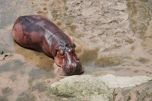 hippopotamus ,Hippo sunbathe on the banks to warm themselves, Animal conservation and protecting ecosystems concept. photo