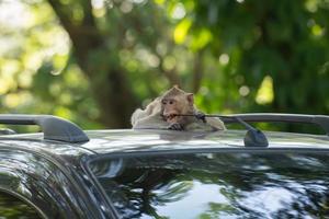 Monkey sitting on car roof and biting car antenna photo