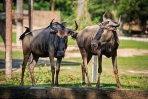 Blue Wildebeest, Black wildebeest stands in the grass and looking at camera.Animal conservation and protecting ecosystems concept. photo