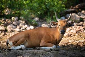 Banteng. Bos javanicus or Red Bull wild life animal in southeast Asia sitting on the grass and looking at camera.Animal conservation and protecting ecosystems concept. photo
