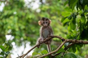 mono lindo bebé en el árbol en el bosque. concepto de conservación de animales y protección de ecosistemas. foto