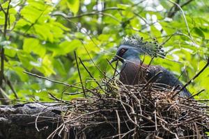 paloma coronada victoria goura nido de pájaro victoria en rama en árbol después de la lluvia, concepto de conservación de animales y ecosistemas de protección. foto