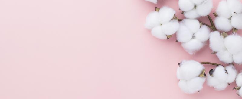 Cotton Plant Stock Photos, Images and Backgrounds for Free Download