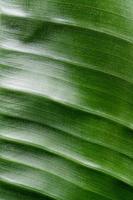 green leaf texture with lines, natural background photo