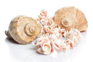 Seashell and necklace photo