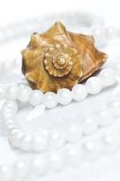Seashell and pearl necklace photo