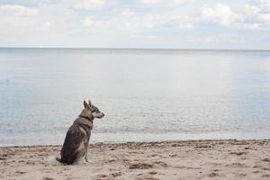 west siberian laika dog play in the water photo