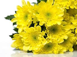 Beautiful chrysanthemum flowers photo