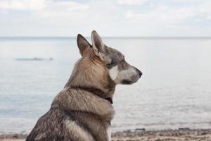 perro laika siberiano occidental juega en el agua foto