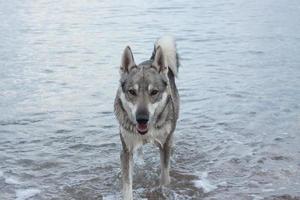 west siberian laika dog play in the water photo