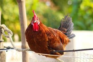 Desi rojo gallo y cabeza de pollo de cerca foto