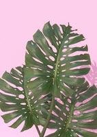 3D render Beautiful monstera flower on pink background include clipping path photo