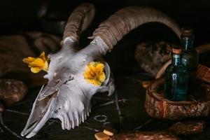 White goat scull with horns, flowers, open old book, candles on witch table. photo