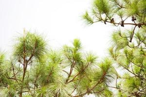 pine leaves close up photo