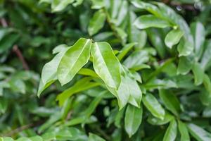 green leaf background photo