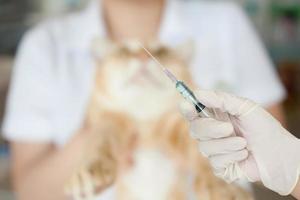 veterinarian is giving a cat a vaccination photo