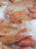 Fresh Frozen Fish photo