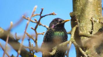 starling on a branch. close up photo of a black starling. portrait of a bird. starlings arrived in the spring