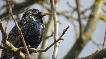 estornino en una rama. foto de cerca de un estornino negro. retrato de un pájaro. los estorninos llegaron en primavera