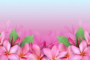 Frame of flowers, pink frangipani flower and Copy space. photo