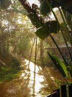 gota de lluvia en la hoja de plátano en la selva tropical. foto