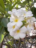 Plumeria Flower Blooming photo