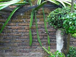 enredaderas, una especie de aloe vera verde, alrededor de las paredes o cercas de las casas decoradas con plantas ornamentales verdes. de cerca. antecedentes foto