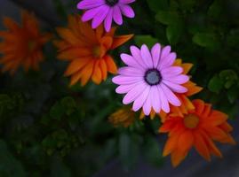 flores coloridas y vívidas en un fondo de tono oscuro para papel tapiz foto