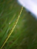 cerrar el color verde de las espigas de arroz jóvenes en el campo de arroz de Tailandia foto