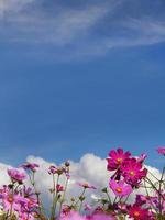 Pink color cosmos flowers in the summer field with bright blue sky with copy space photo