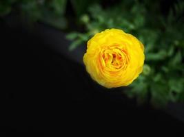 Single Bright Yellow color flower in dark tone background for wallpaper with copy space photo