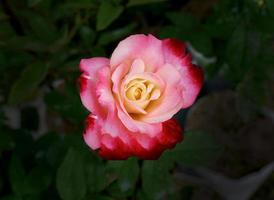 single multicolored red yellow rose in the garden for background wallpaper photo