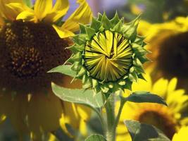 cerrar el color amarillo girasol bebé en el campo para papel tapiz de fondo foto