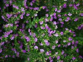 Top view of little pink flowers in the garden background photo