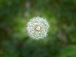 una pequeña flor de hierba tampopo en la naturaleza foto