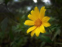 Wild Marigold Mexican Sunflower golden color nature background wallpaper photo