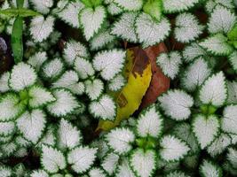 top view of colorful leaves for wallpaper background photo